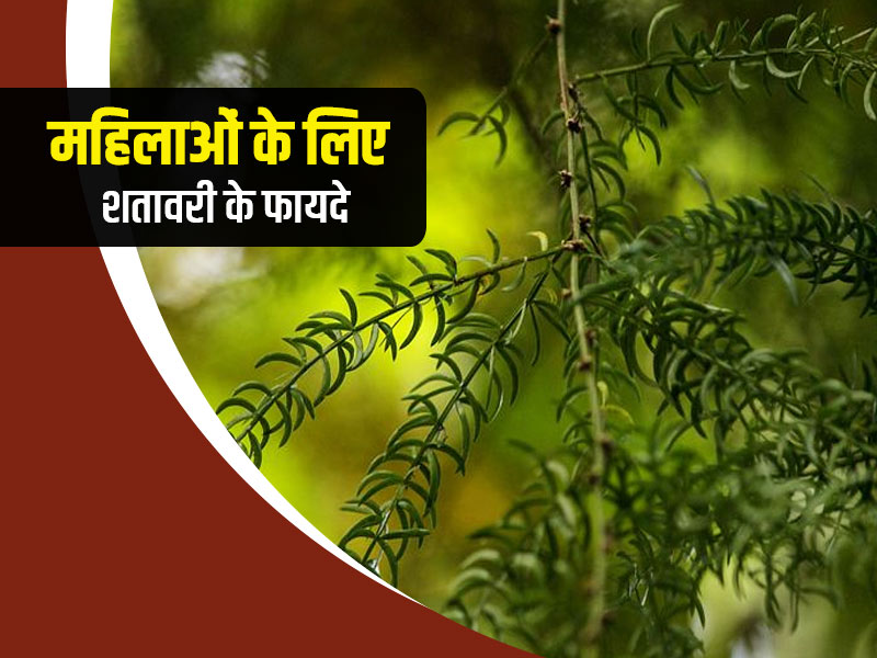 महिलाओं के लिए शतावरी के फायदे: आपकी इन 7 परेशानियों को दूर करने में लाभकारी हो सकता है शतावरी