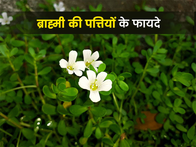 ब्राह्मी की पत्तियों के फायदे : त्वचा के लिए इन 5 तरीकों से फायदेमंद है ब्राह्मी की पत्तियां