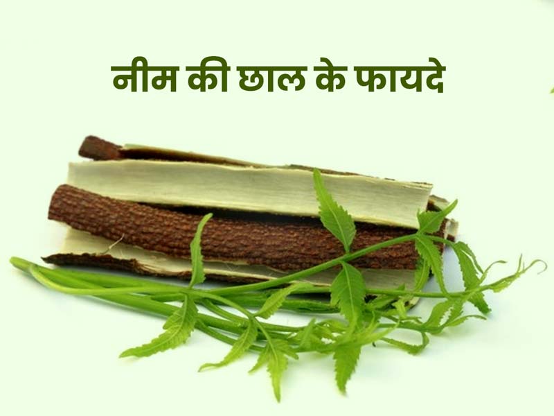 नीम की छाल का उपयोग: इन 5 समस्याओं का रामबाण इलाज है नीम की छाल, जानें इसके इस्तेमाल का तरीका
