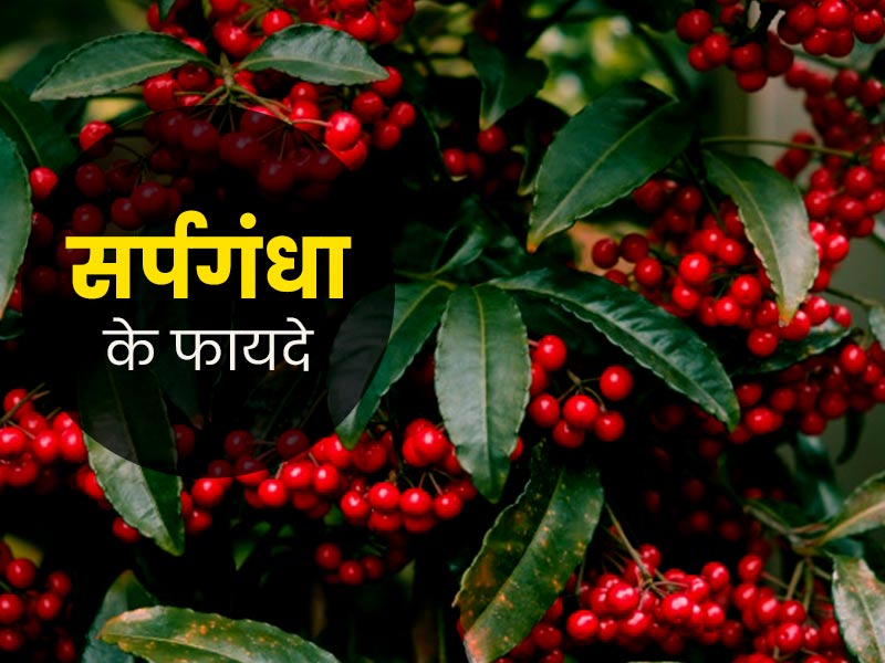 दिमाग तेज करने में मददगार है सर्पगंधा, जानें इसके इस्तेमाल का तरीका और आयुर्वेदिक लाभ