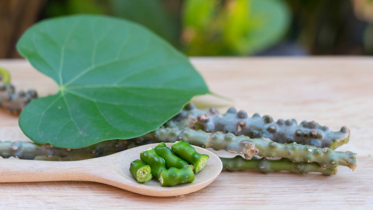 giloy for dengue patients