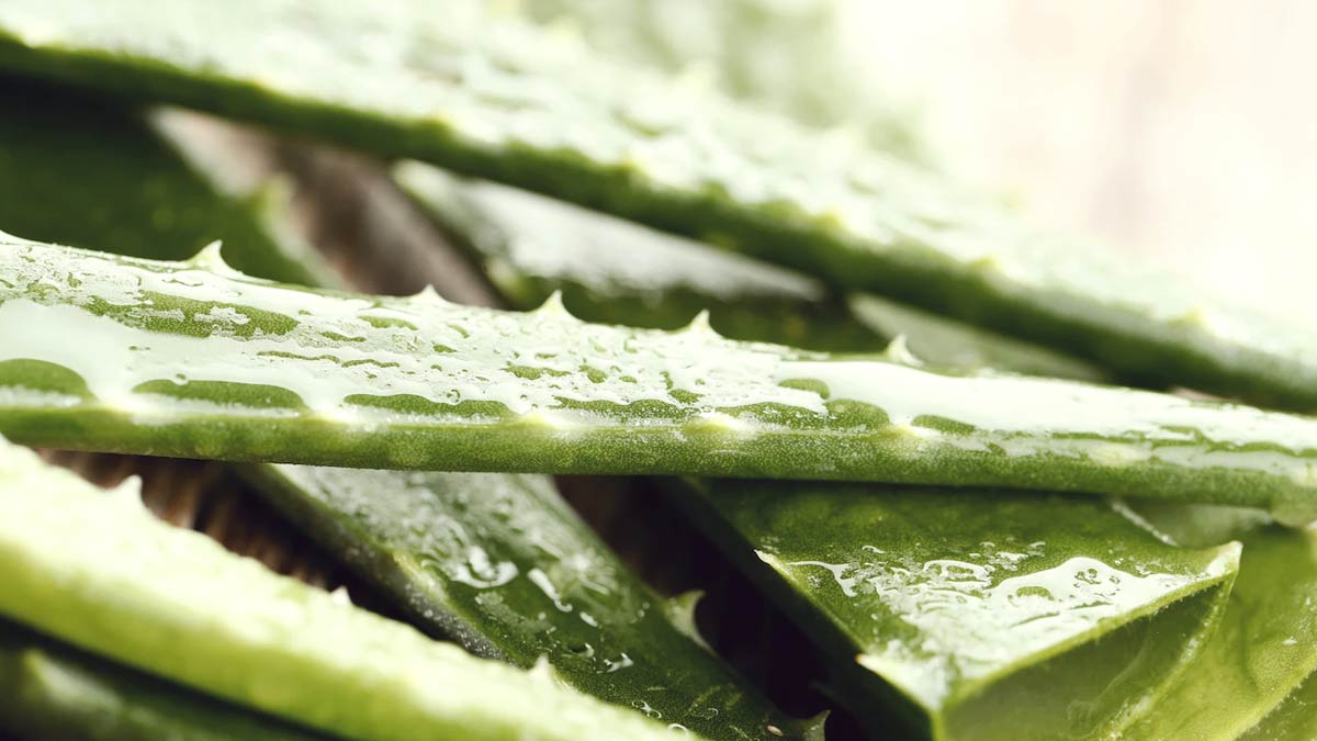 Side effects of aloe vera in kids