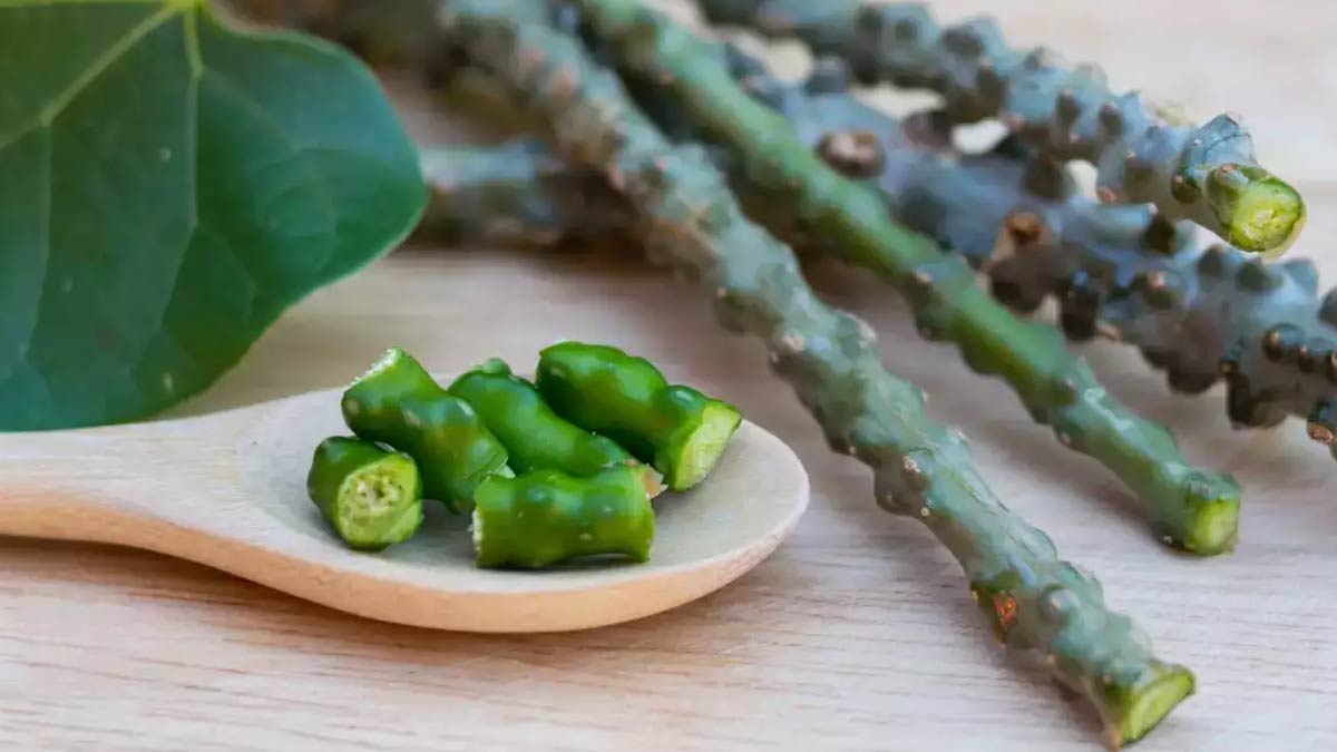 giloy to reduce uric acid