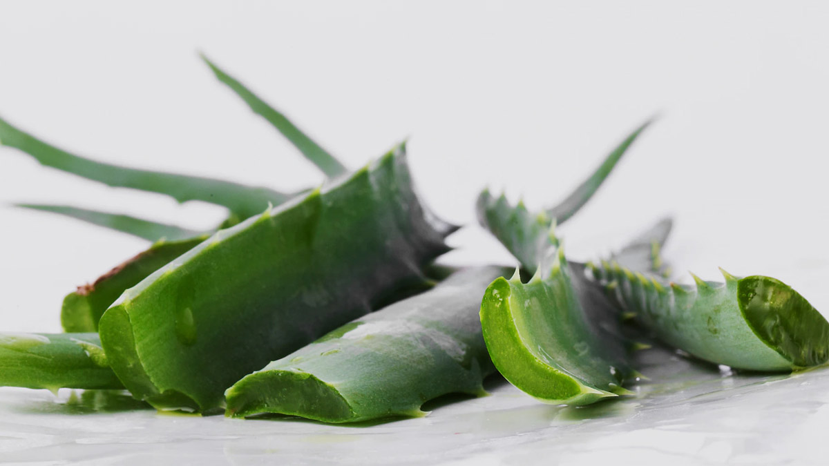 Aloe Vera Benefits for Hair