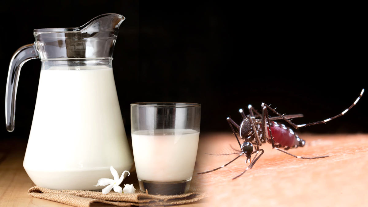 milk in dengue