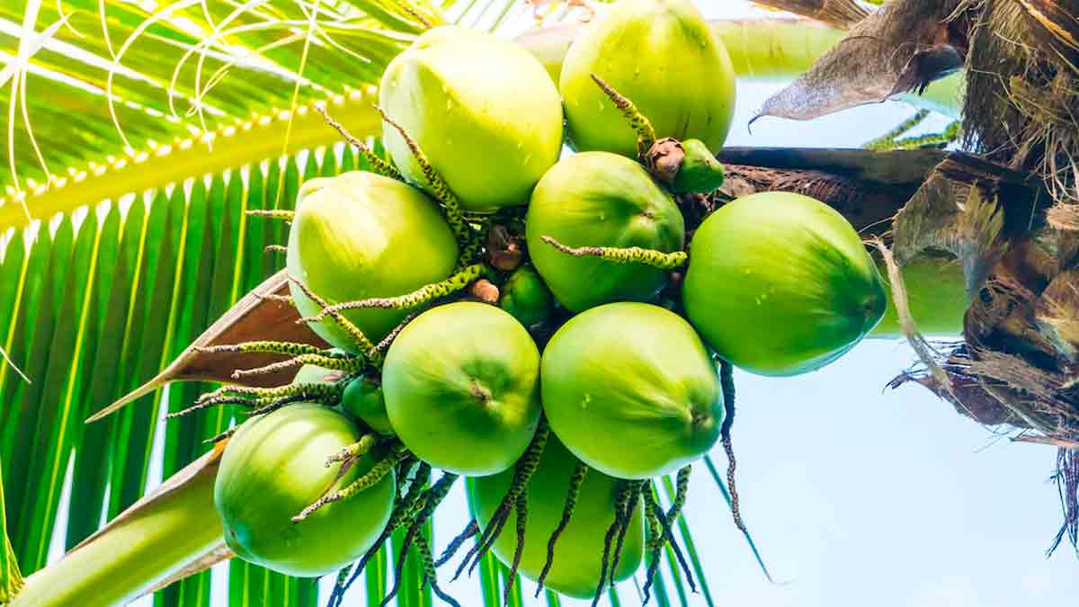 Benefits of Coconut Water For Skin