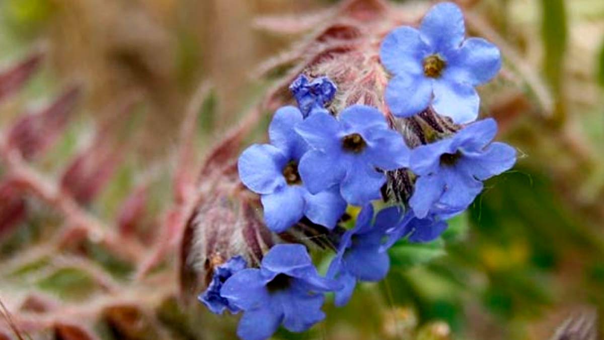 Ratanjot Leaves Benefits In Hindi