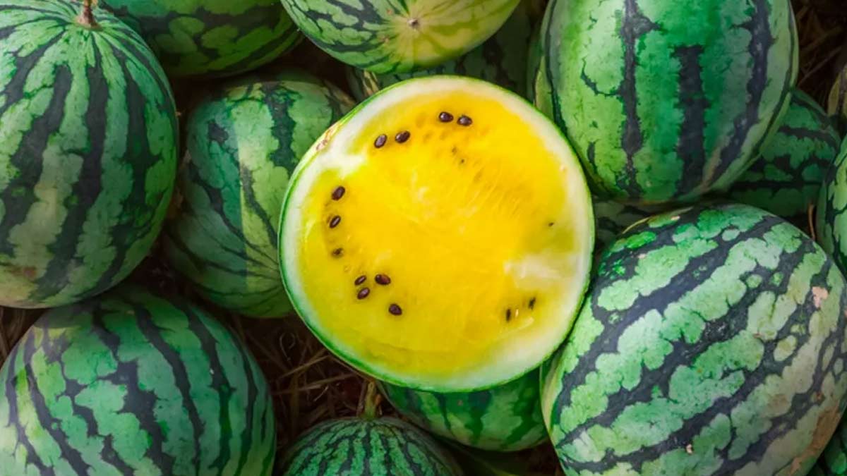 yello watermelon