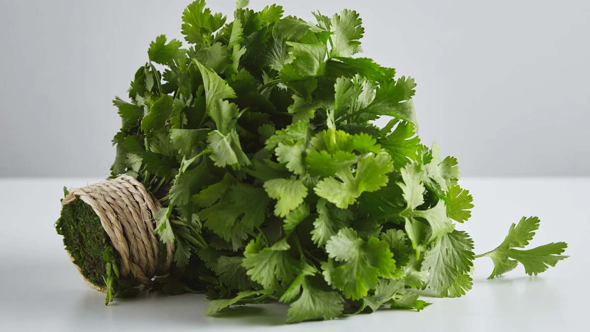 coriander for UTI