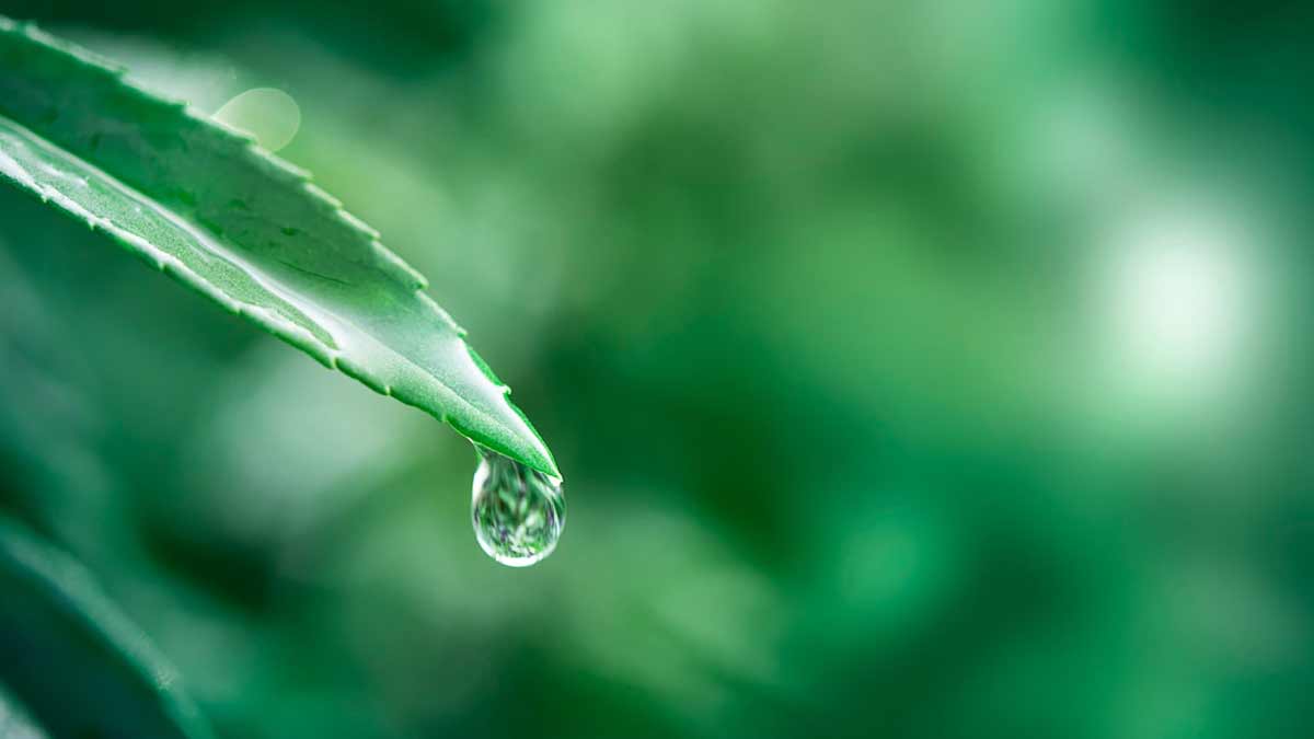 Health Benefits of Morning Dew in Hindi