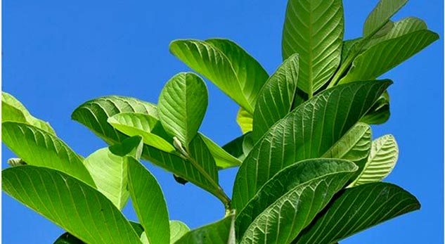 guava leaves benefits