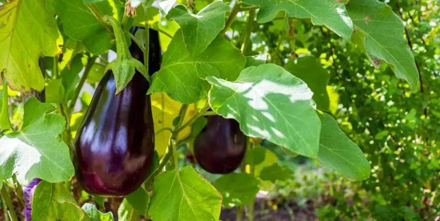 Brinjal-Leaves-Benefits