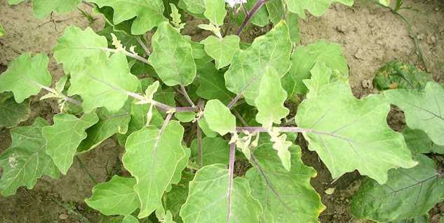 Brinjal-Leaves-Benefits