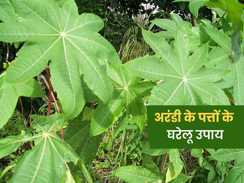 इन 5 समस्याओं को दूर करने के लिए करें अरंडी के पत्तों का इस्तेमाल, जानें कैसे
