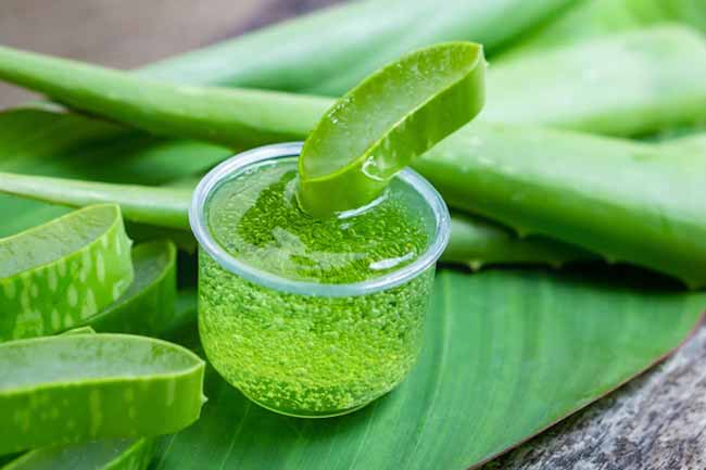 Aloe vera