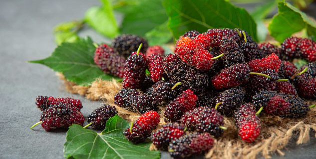 mulberry benefits
