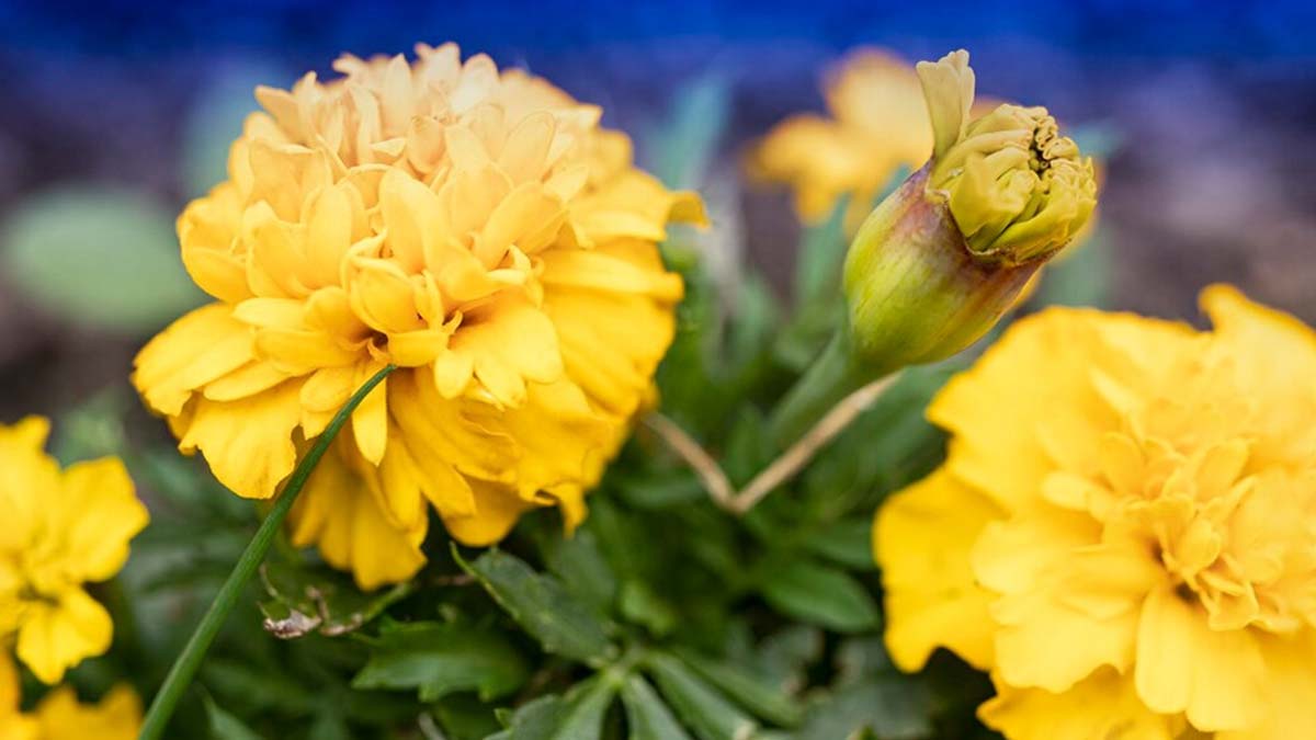 Marigold flower for hair