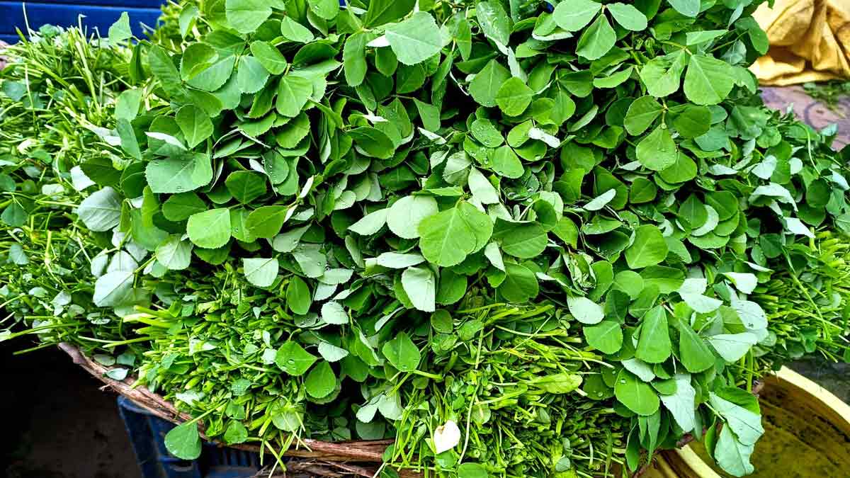 Is-it-good-to-drink-methi-water-everyday