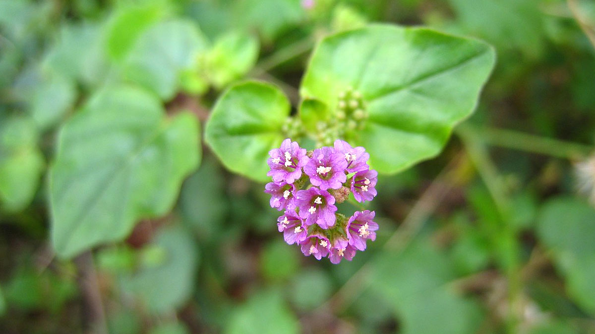 Punarnava Kadha Benefits