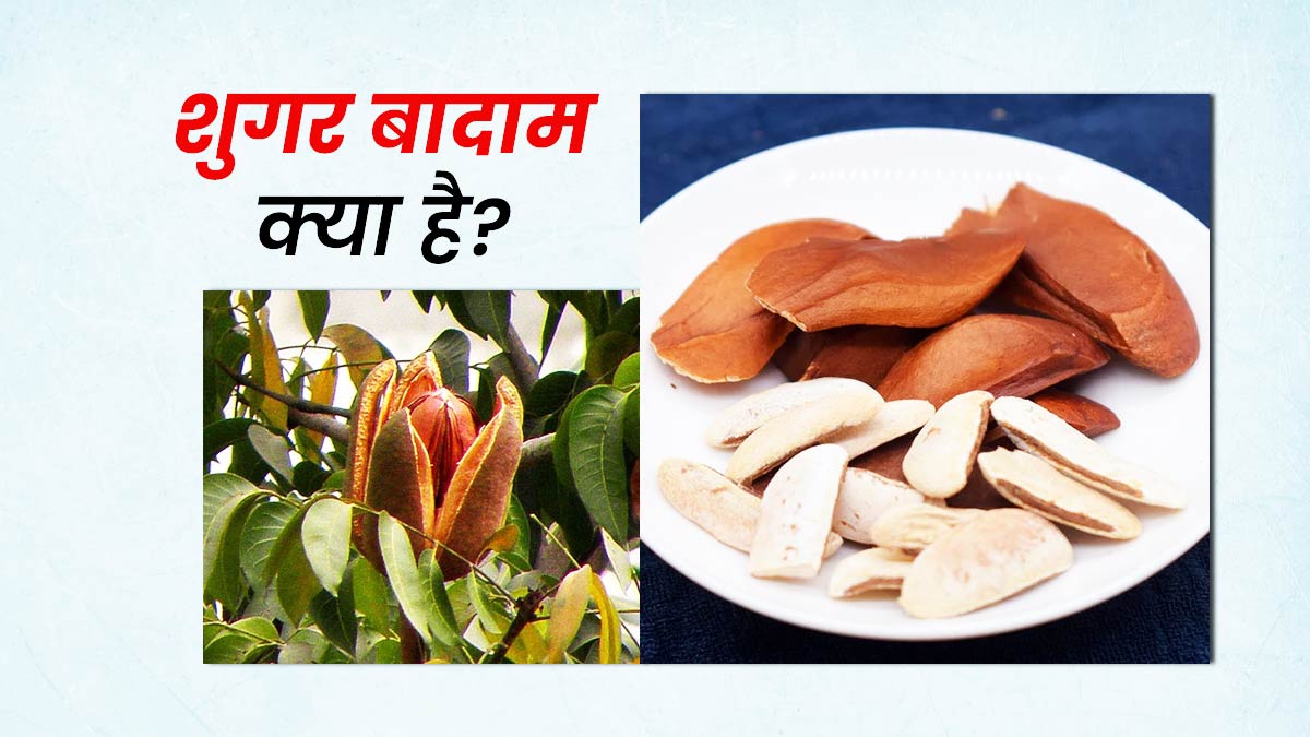 शुगर बादाम (स्काई फ्रूट) क्या होता है? जानें फायदे और नुकसान