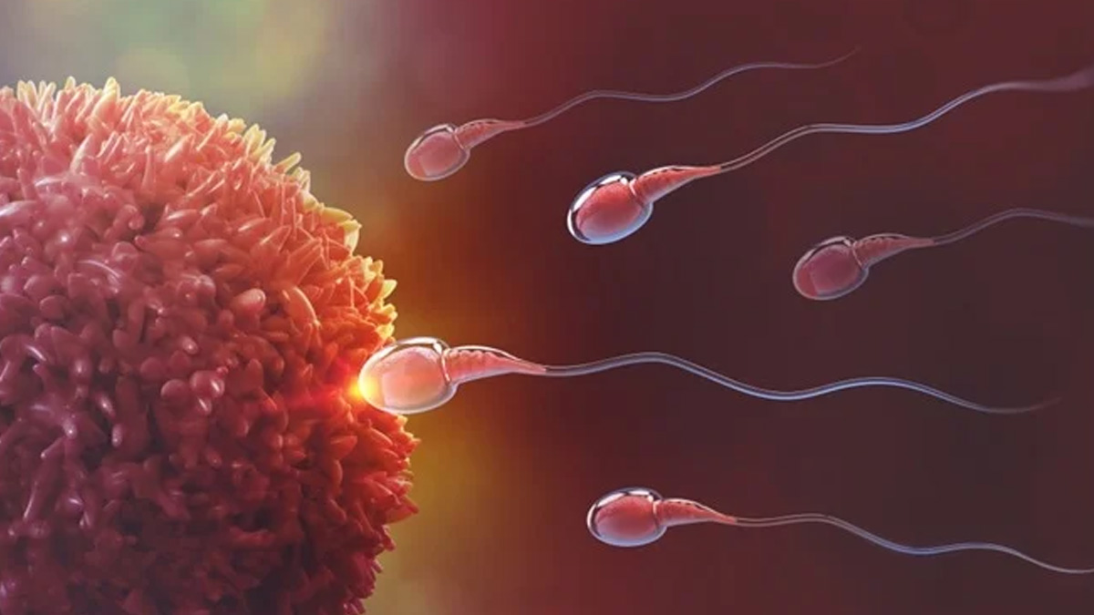 ashawagandha for sperm count
