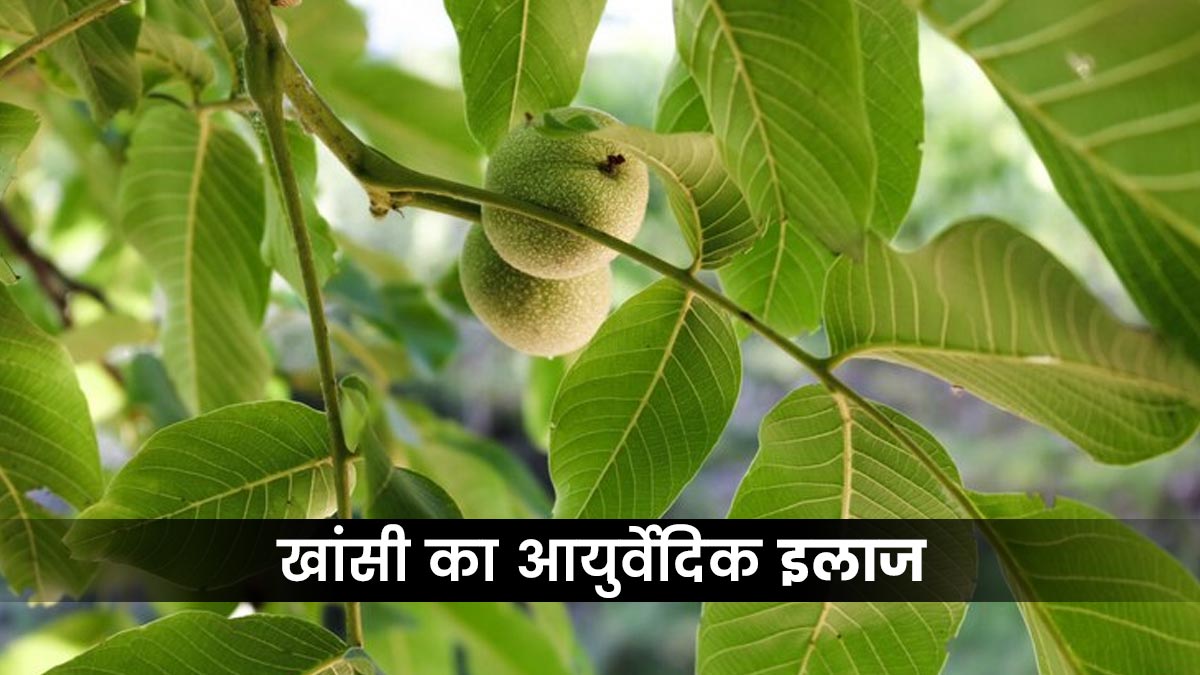 खांसी से राहत दिला सकते हैं अमरूद के पत्ते, जानें इस्तेमाल का तरीका