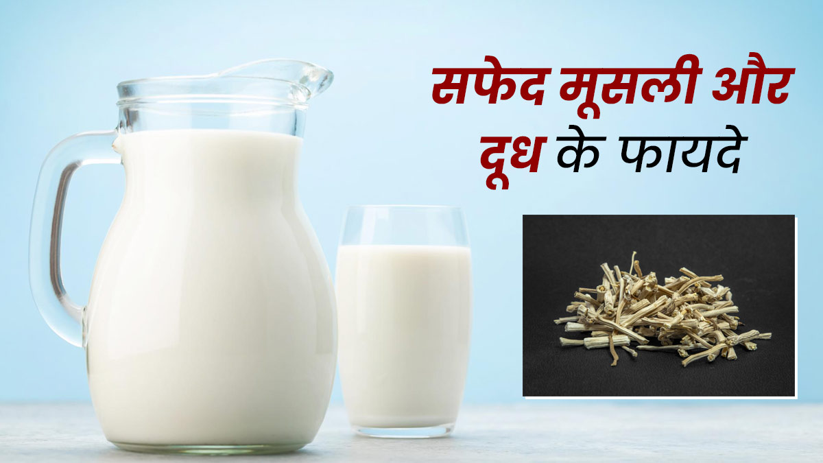 दूध के साथ सफेद मूसली का करें सेवन, इन 5 समस्याओं से मिलेगी राहत
