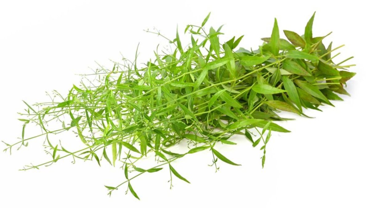 Kalmegh benefits in hindi