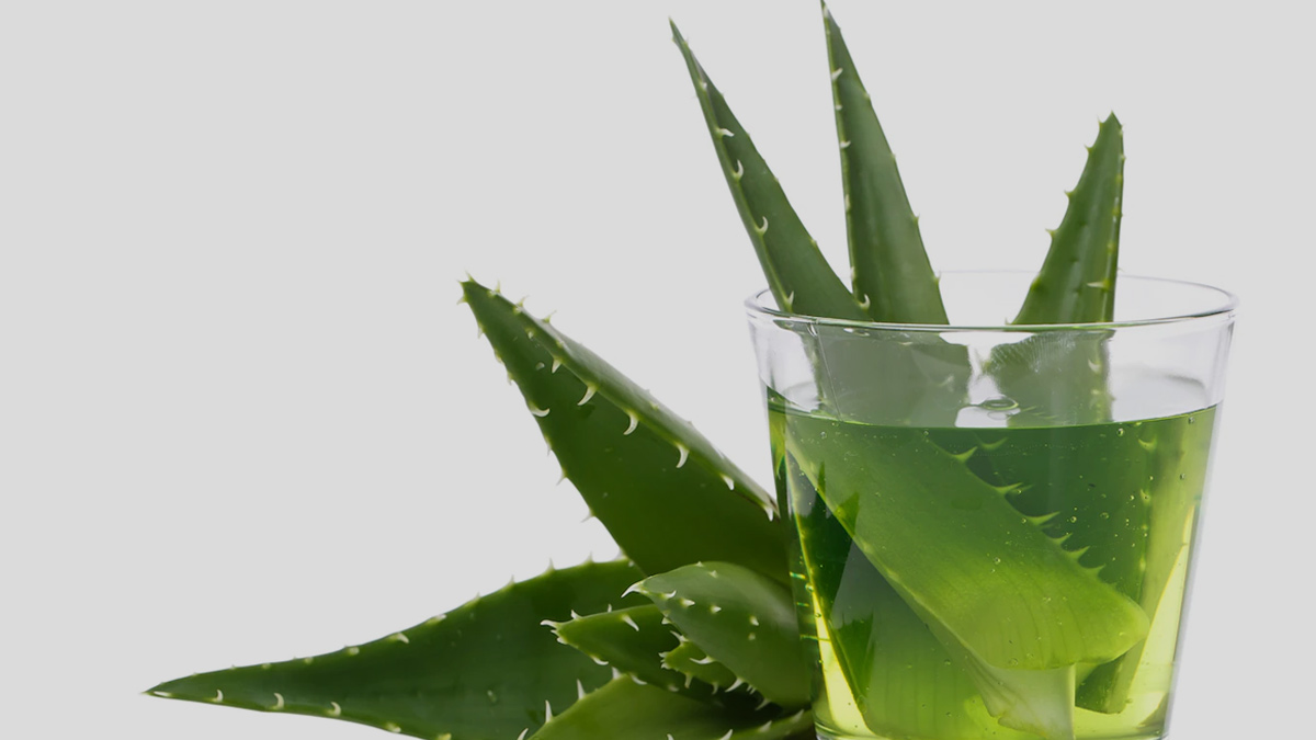 Benefits of applying aloe vera gel to hair with shampoo