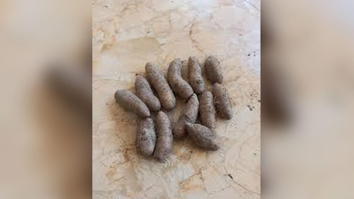 Benefits of suthani in Hindi