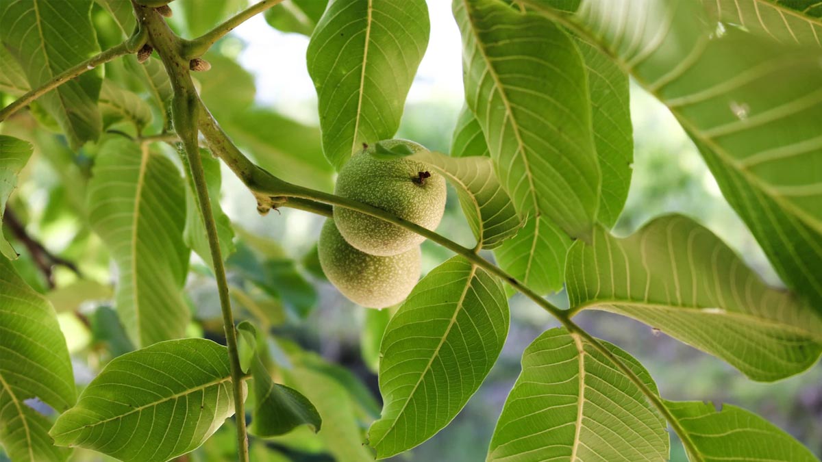 amrud ke patte ka kadha peene ke fayde