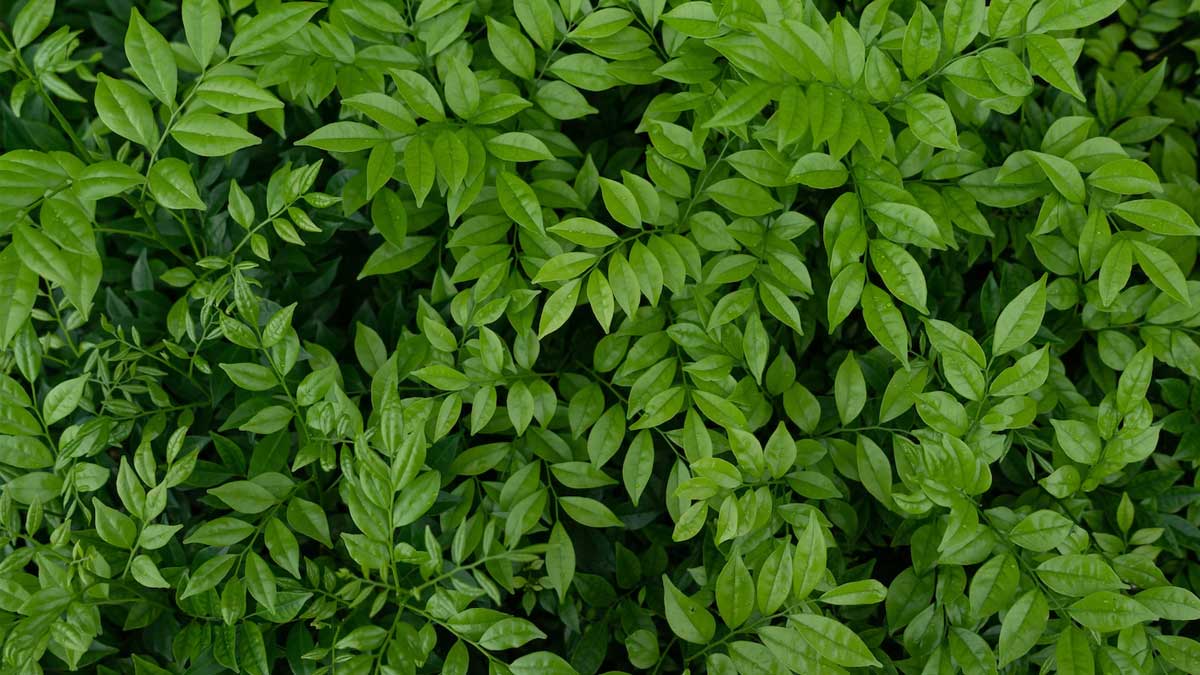 kari patta ubal kar peene ke fayde