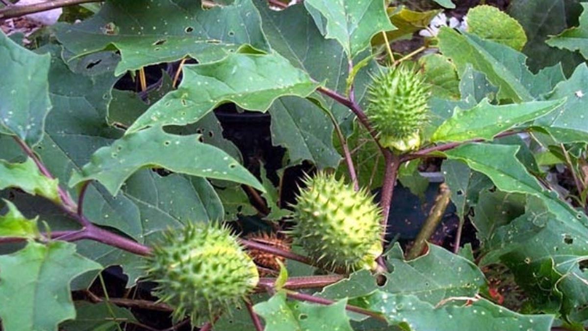 How to apply Datura oil in hair