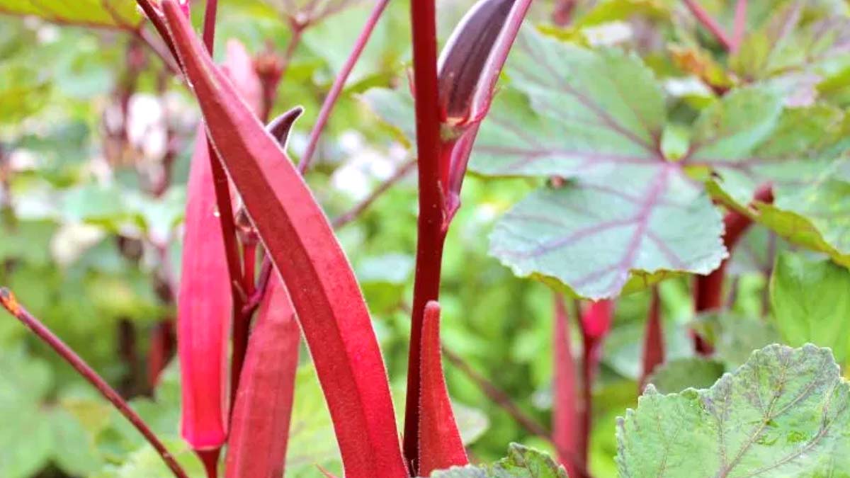 red lady finger benefits in hindi
