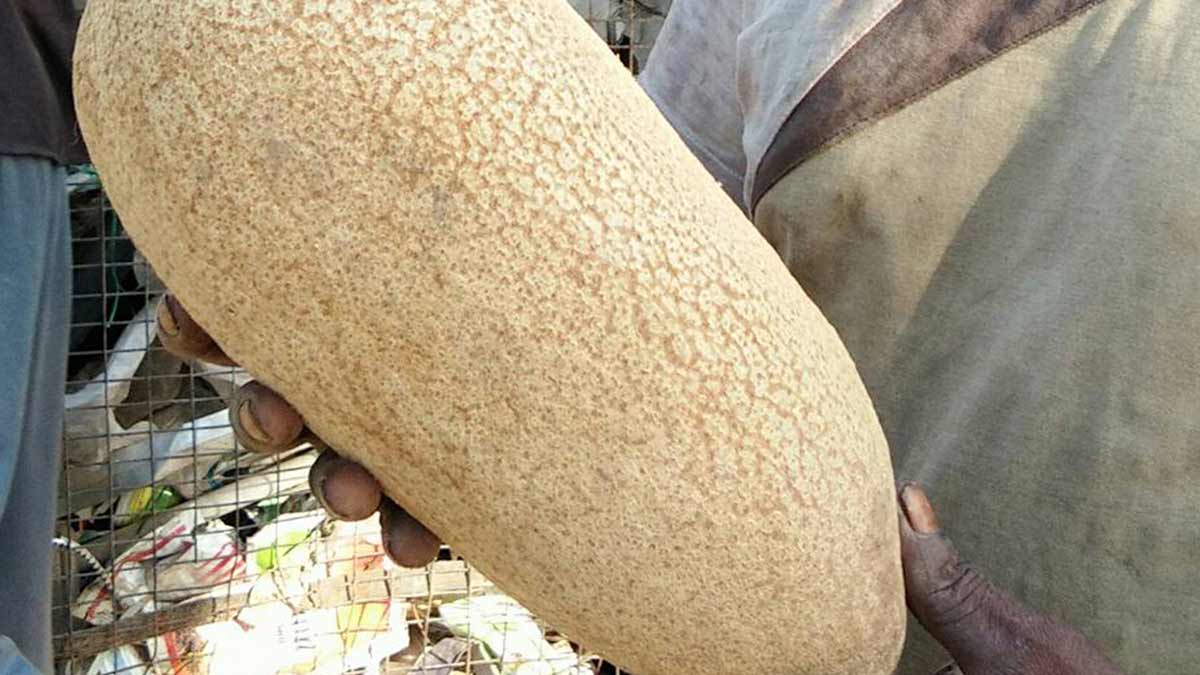 balam kheera ke fayde