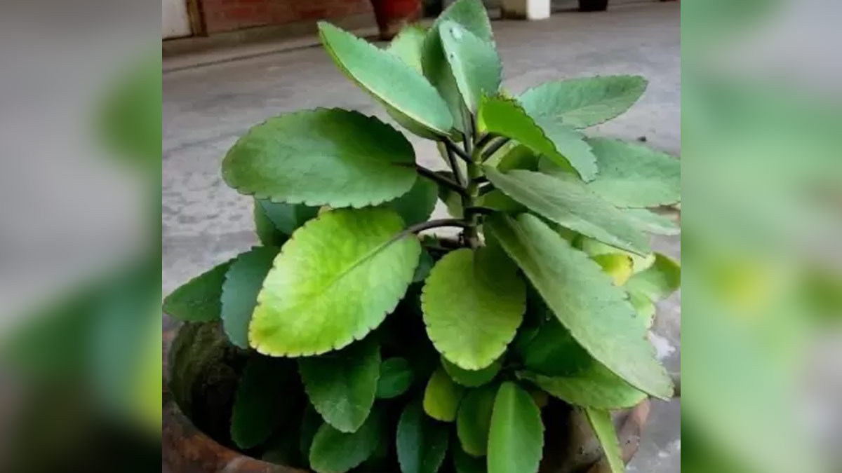 patharchatta for sotne