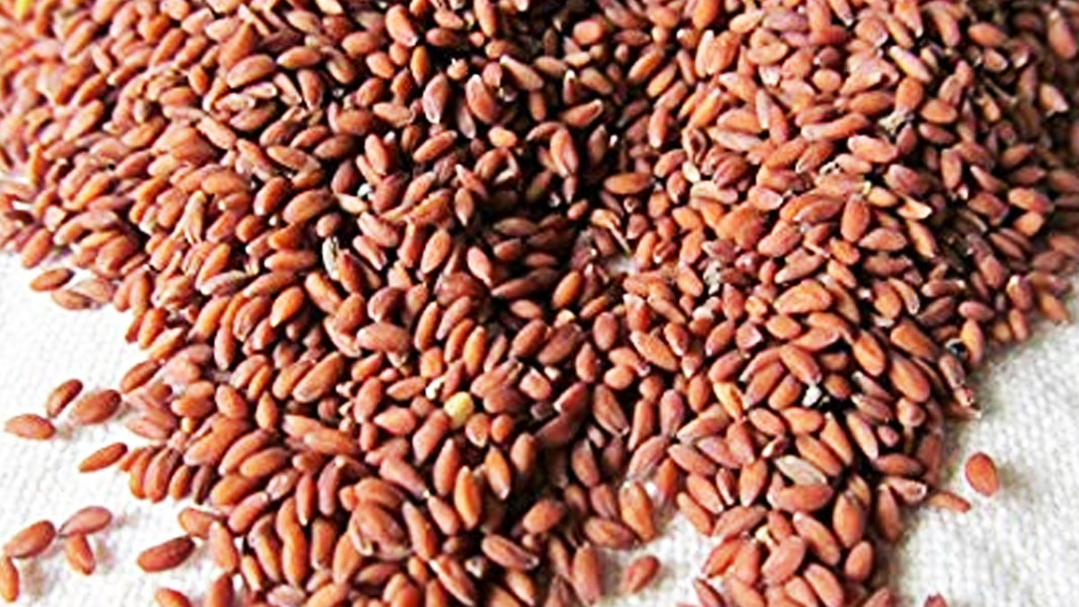 Halim-Seeds-Benefits-thumb