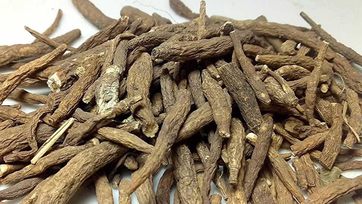 atees herb benefits in hindi