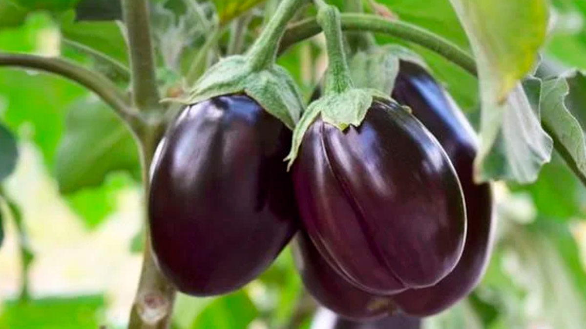 brinjal