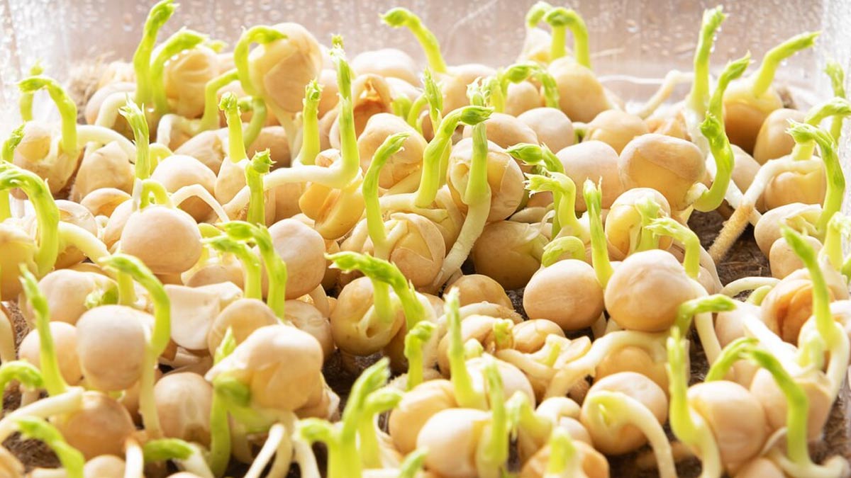 Foods To After Eating Sprouted Chana