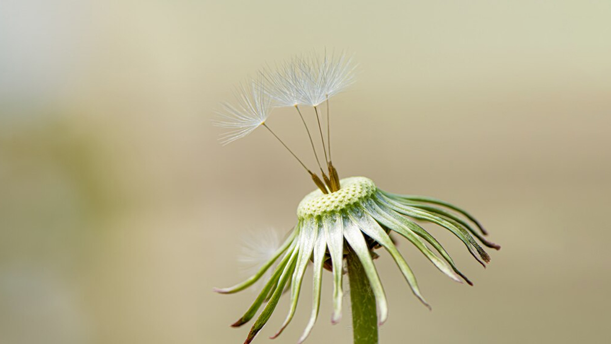 Herbs To Treat Piles Effectively