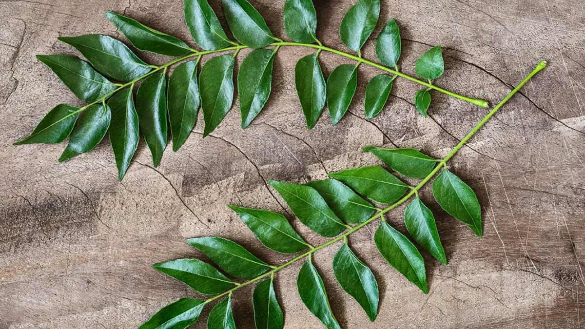 Curry Leaves For Morning Sickness