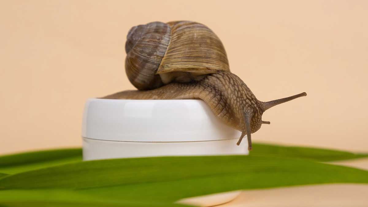 snail-mucin