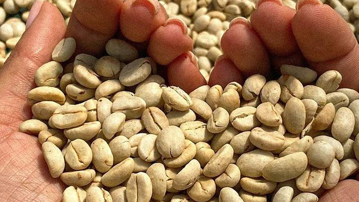 क्या ग्रीन कॉफी पीने से सच में वजन घटता है? जानें एक्सपर्ट से