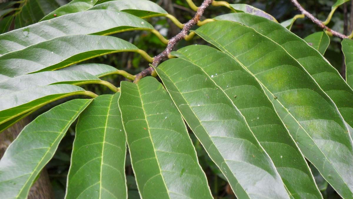 custard apple leaves benefits