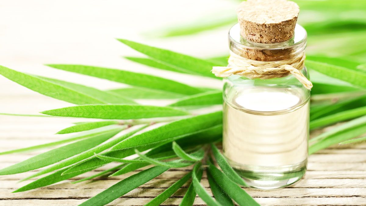 Tea-Tree-Oil-Scalp-Infection