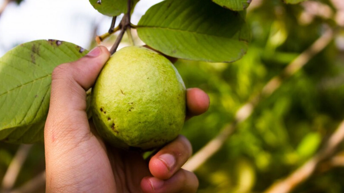 Guava Leaves Benefits During Monsoon And Ways To Consume in hindi