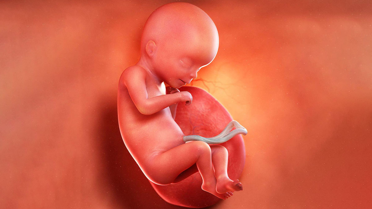 baby growth in second month