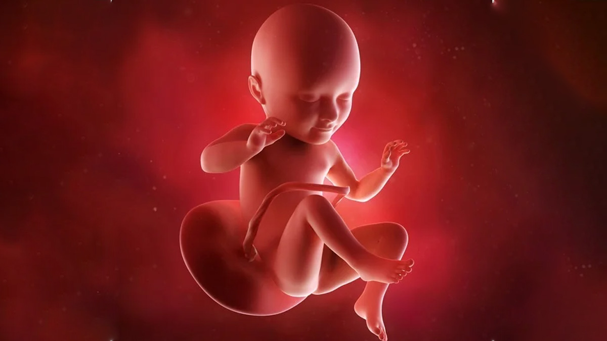 baby growth in third month