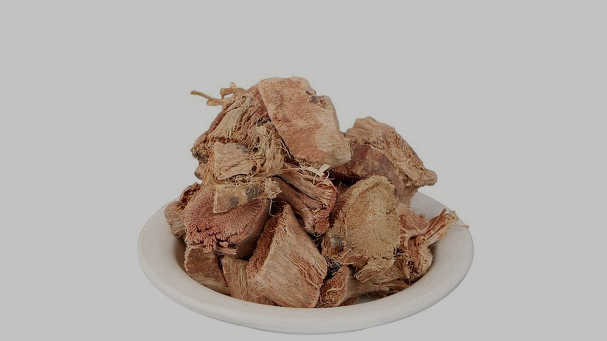 semal musli benefits